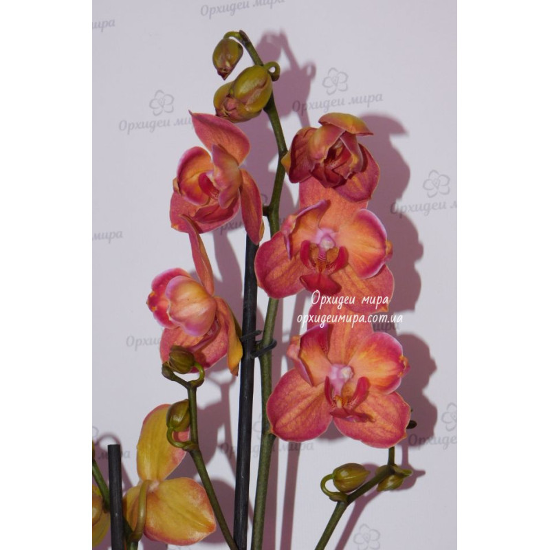 Gey pornosini yaqin planda tomosha qiling